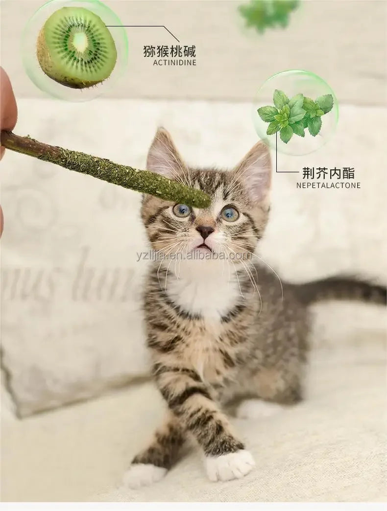 6 palitos de menta Matatabi natural para gatos, ideales para morder y estimular la higiene bucal. Varilla Silvervine para la limpieza dental y el tratamiento de mascotas. Juguetes para gatos.