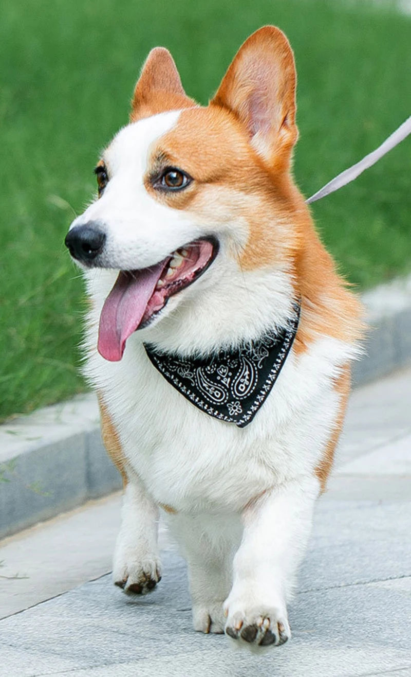 Collar PU para perros y gatos con bufanda para perros pequeños y medianos Chihuahua Corgi Cachorros Collares ajustables Suministros para mascotas accesorios para perros