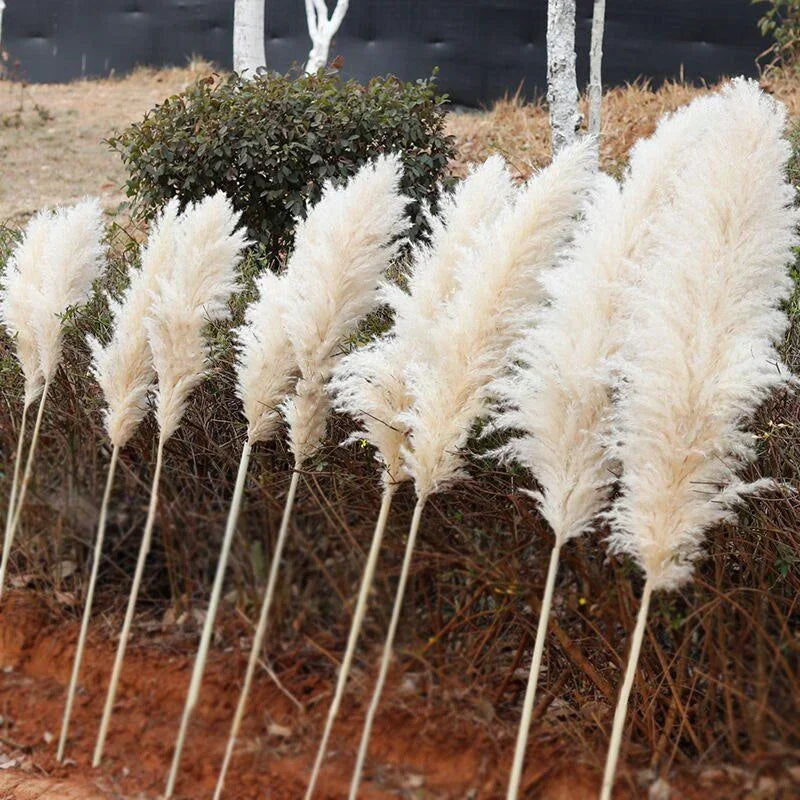 Pluma grande de 110-120 cm, hierba de la pampa seca y esponjosa, decoración de boda bohemia al por mayor, flor natural real, decoración del hogar, decoración de jardín
