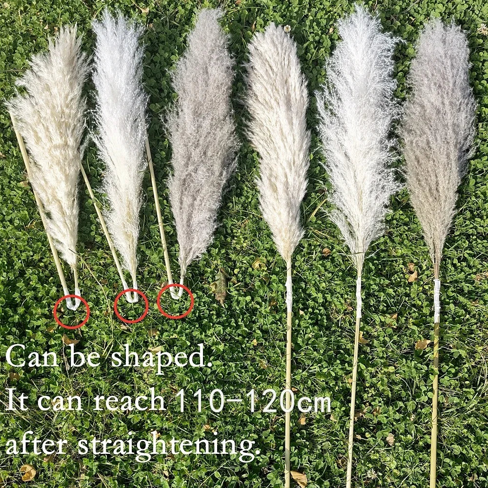 Pluma grande de 110-120 cm, hierba de la pampa seca y esponjosa, decoración de boda bohemia al por mayor, flor natural real, decoración del hogar, decoración de jardín
